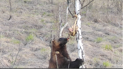 內蒙古室韋自然保護區生態修復成效顯著，珍稀物種再現生機